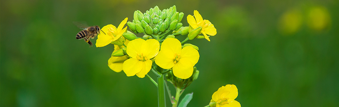 绿态风味原香菜籽油